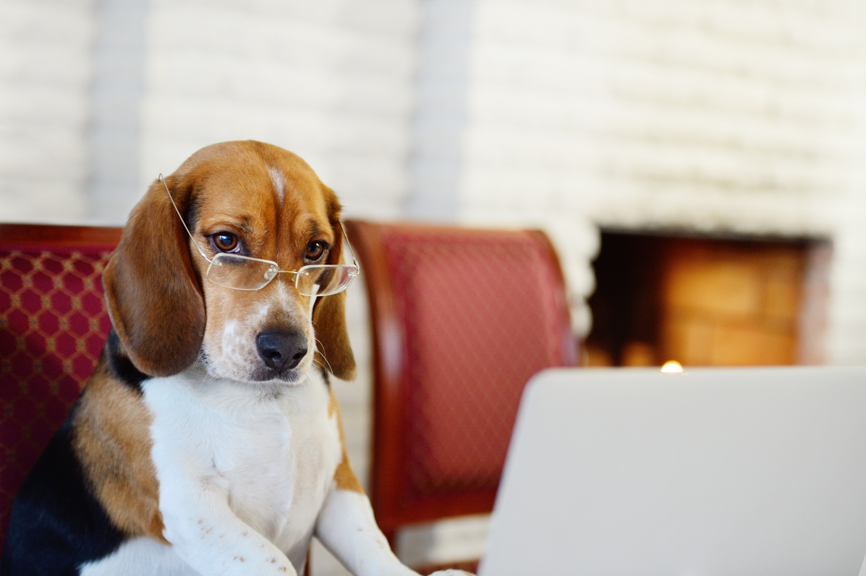 Our Small Business Commitment - Beagle with glasses looking at laptop